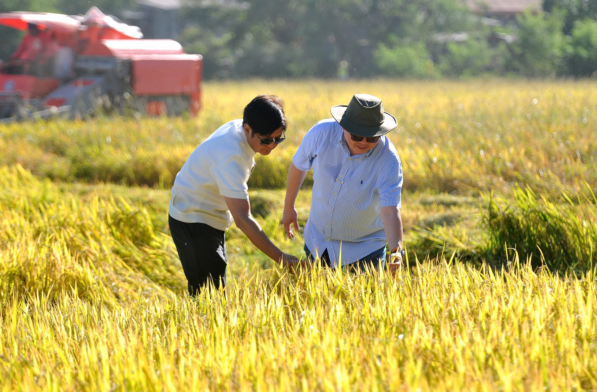 DA chief assures stable rice supply in 1H, helped by harvest, imports