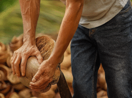 From Waste to Wealth: Coconut Husks Forge a New Future for Mindanao’s Farmers