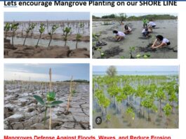 Mangroves Proven to be Powerful, Multi-Faceted Defense Against Climate Disasters, Experts Say